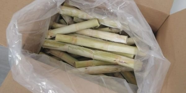 Raw Sugarcane Stalks
